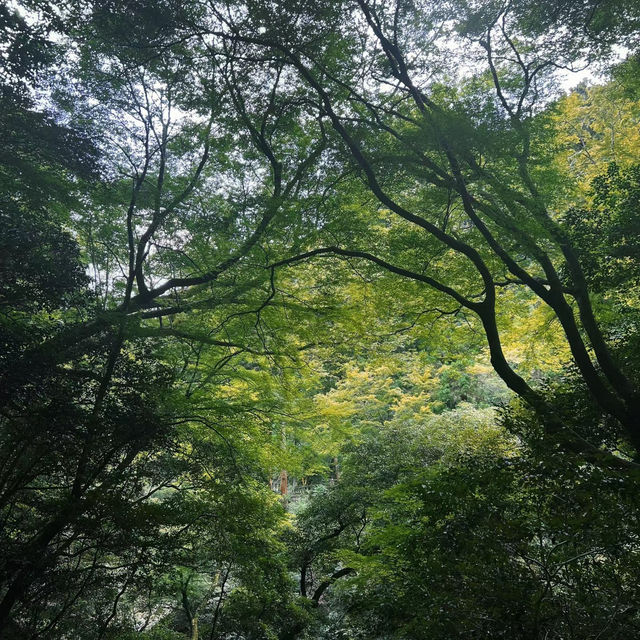 夕滝：青山綠水的瀑布仙境 🌲💦