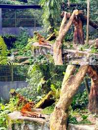 Outdoor Adventure at Singapore Zoo