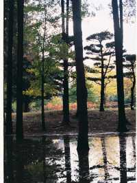 Autumn in Nami - Autumn in my heart
