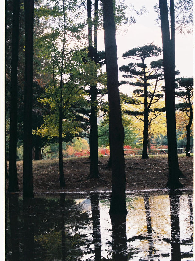 Autumn in Nami - Autumn in my heart