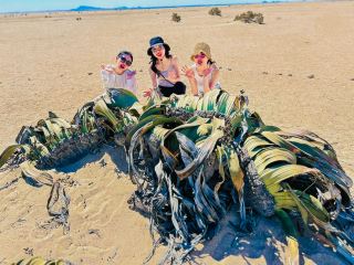 The Welwitschia, an endangered species that can live for 2000 years.