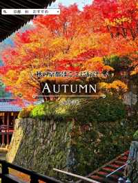 【京都/紅葉スポット】実は花手水が美しい💕めちゃくちゃ人気の人混み必須なお寺🧘‍♀️🍂