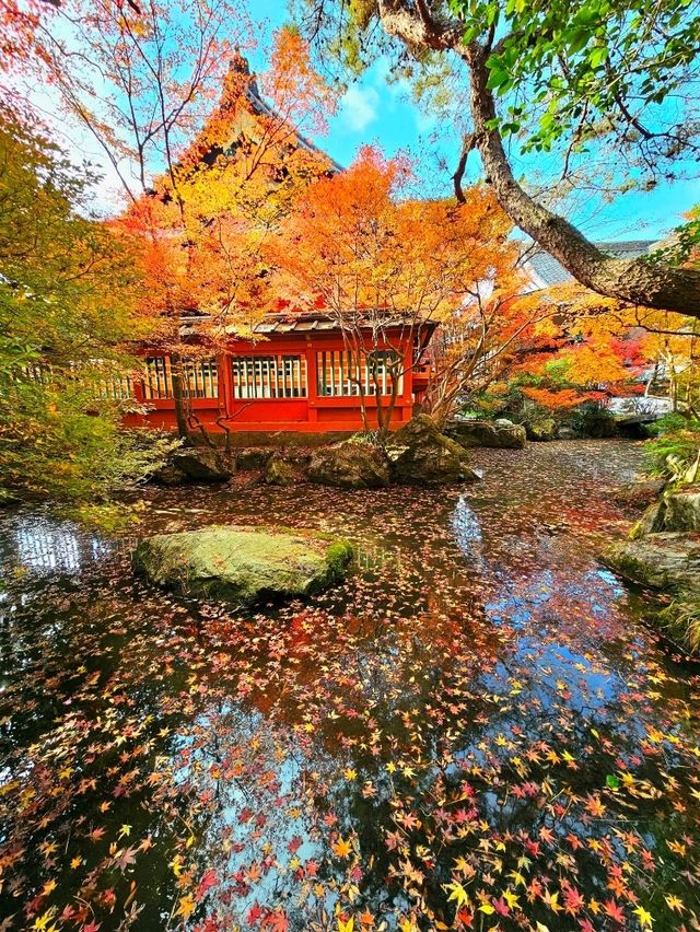 【京都/紅葉スポット】階段一面に落ちた紅葉で大人気💡市内から離れているのに大混雑スポット！