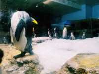 Xpark 水族館：最潮水族館景點