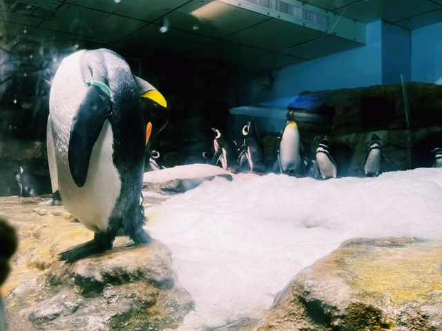 Xpark 水族館：最潮水族館景點