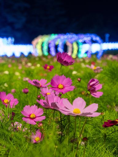 見所満載！なばなの里イルミネーション2024完全攻略 🗻✨今年のテーマ