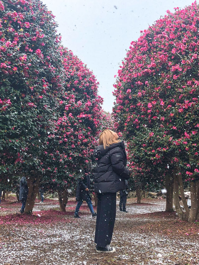 제주도 동백 군락지 ‘위미리3760’