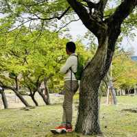Deer Encounters and Temple Wonders: My Nara Park Adventure!