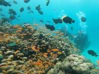 Snorkeling on rubiah island