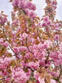튤립맛집에서 만난 퐁실퐁실 겹벚꽃🌷