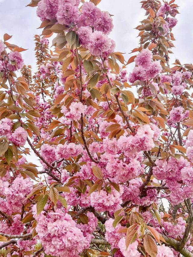 튤립맛집에서 만난 퐁실퐁실 겹벚꽃🌷