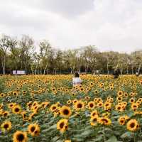 ทุ่งดอกทานตะวันในเมืองกรุง สวนรถไฟจตุจักร🌻