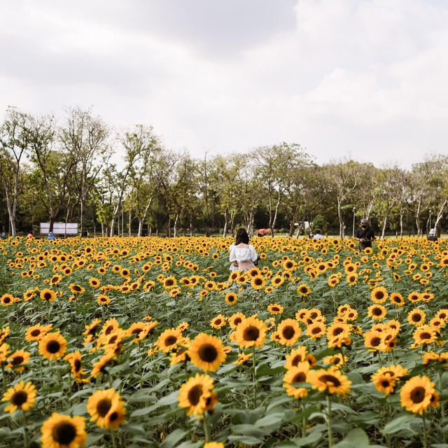 ทุ่งดอกทานตะวันในเมืองกรุง สวนรถไฟจตุจักร🌻