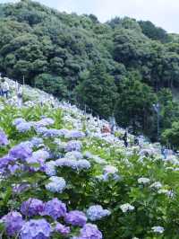 名古屋打卡聖地：形原溫泉紫陽花祭 