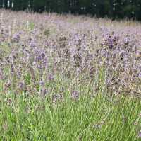 Flowering your summer in Hokkaido with Lavender, Melons