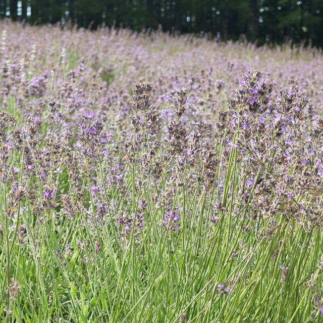 Flowering your summer in Hokkaido with Lavender, Melons