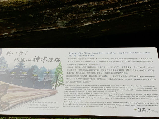 阿里山神木遺跡✨歷史與自然的交融✨