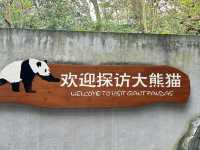 it's PANDA time !!!