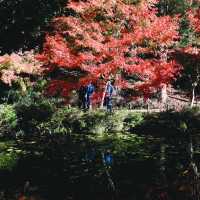  Monet's pond