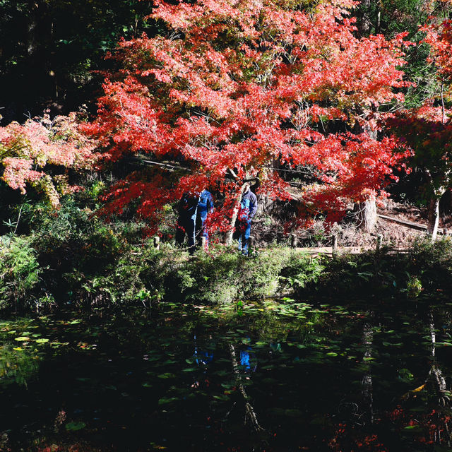  Monet's pond