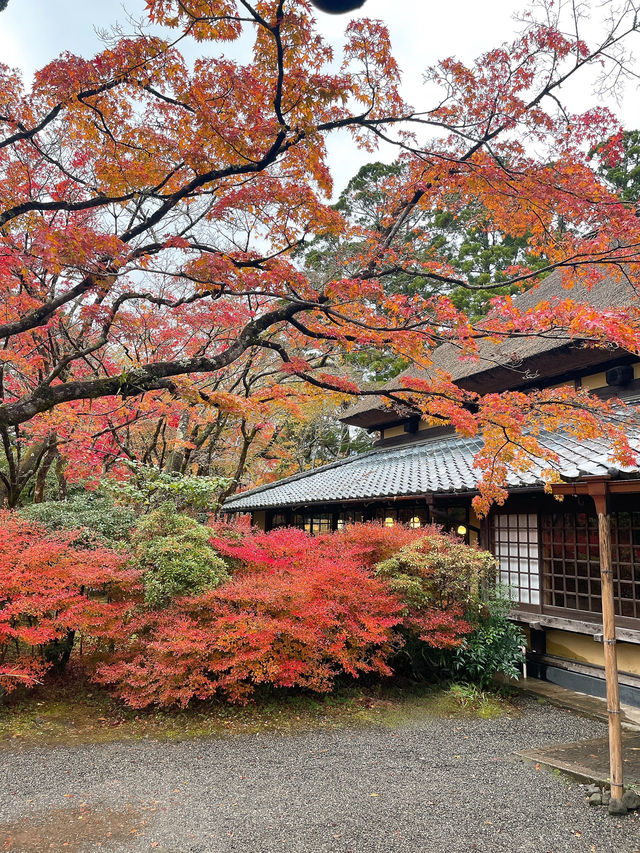 【湯布院】感動！亀の井別荘の素晴らしい紅葉✨