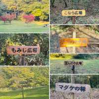 紅葉が見事だった【篠栗九大の森】森林浴で癒されました