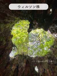 【屋久島】縄文杉を見にいくトレッキングツアーに参加した時の記録