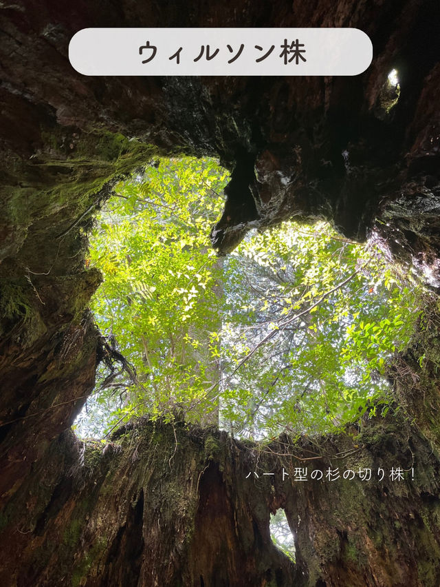 【屋久島】縄文杉を見にいくトレッキングツアーに参加した時の記録