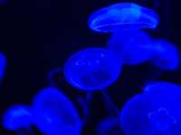 Mind blowing experience in S.E.A. Aquarium 