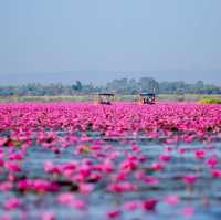 ทะเลบัวแดงอุดรธานีบานแล้วนะรู้ยัง 