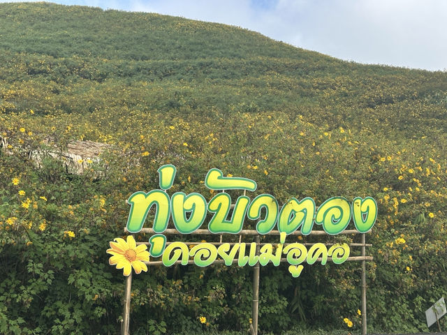 Thung Bua Tong Sunflower Fields 