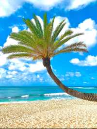 Aloha Palm Lovers: Hawaii Is Calling (And The Palms Are Waiting)