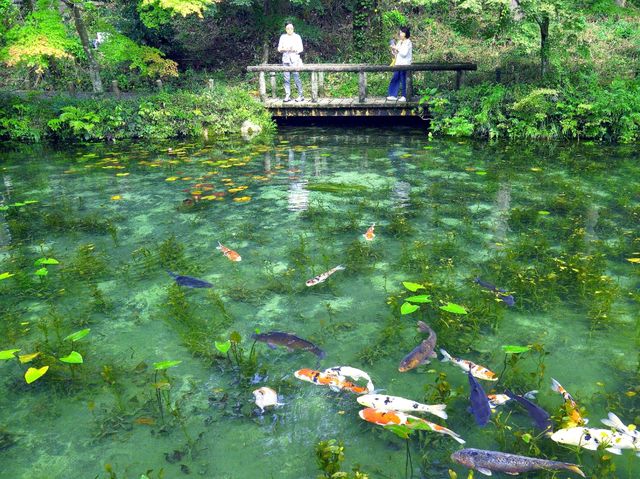 【岐阜県】モネの池として一躍話題に！根道神社の無もなき池