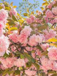 서울 벚꽃명소 🌸 보라매공원 겹벚꽃 보기