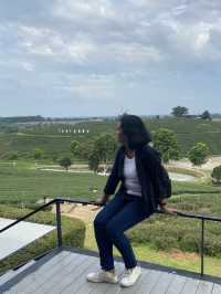 Choui Fong Chiang Rai Tea Plantation