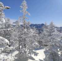 Winter Wonderland: The Snowy Marvels of Shiga-Kogen