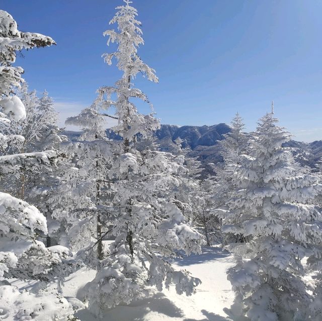Winter Wonderland: The Snowy Marvels of Shiga-Kogen