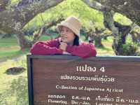 สวนบ๊วยอ่างขาง