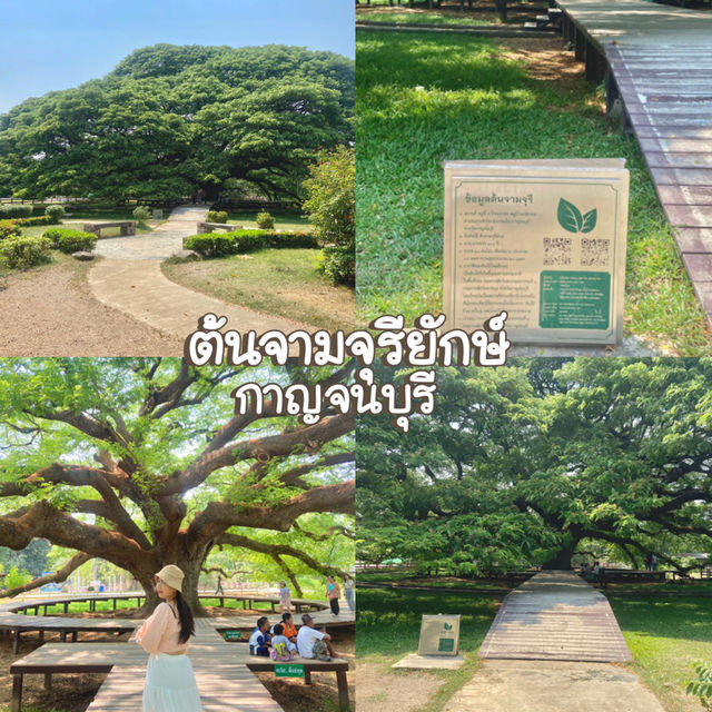 ต้นจามจุรียักษ์ กาญจนบุรี