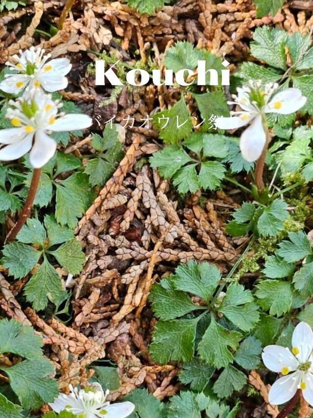 【朝ドラ春欄間好きは絶対行って！】