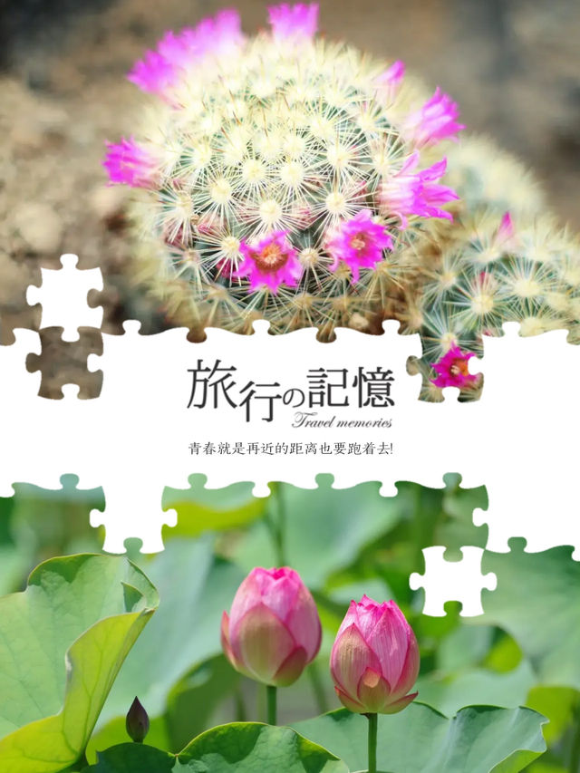 一覽美麗鮮花💐就在Osaka