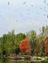 Haihong Wetland: A Harmonious Blend