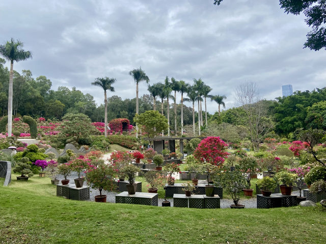 深圳花花世界💕🪷蓮花山公園🌟