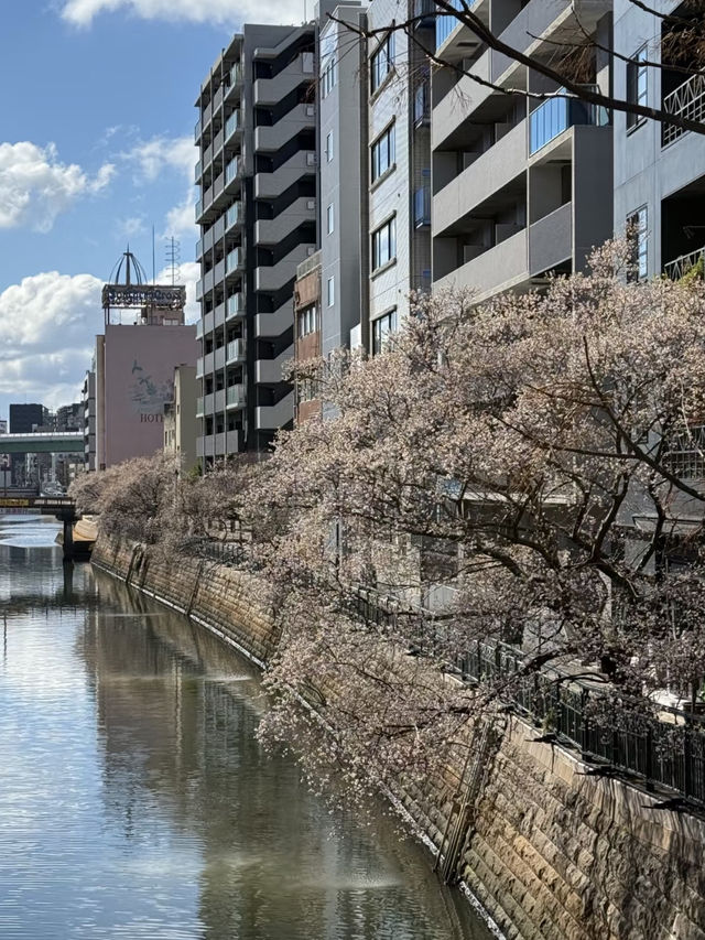 名古屋櫻花：春日裡的文化之旅