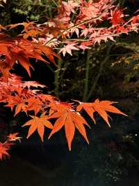  Nocturn Delights at the Eikando-ji Temple in Kyoto