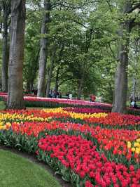 Holland's Tulip Trails: A Stunning Spring Escape