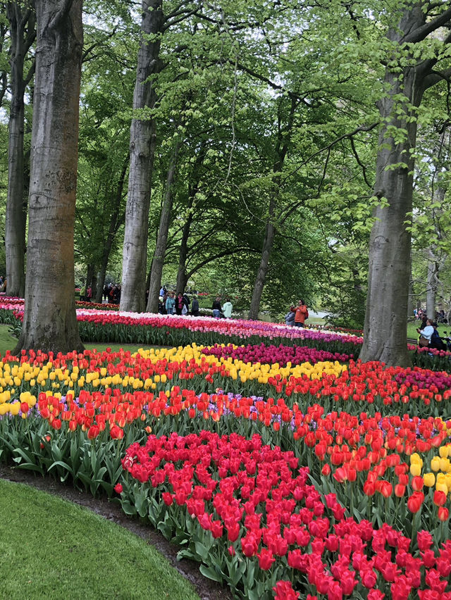 Holland's Tulip Trails: A Stunning Spring Escape