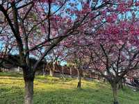 東湖康樂公園，搭捷運輕鬆賞櫻趣！