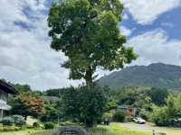 피톤치드가 가득한 산책길🌳