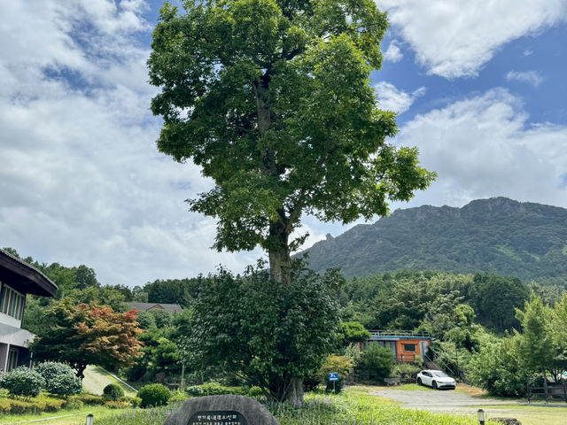 피톤치드가 가득한 산책길🌳